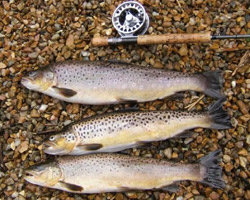 Trout Fishing around Dunoon Trout Fishing around Dunoon
